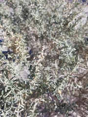 Atriplex canescens