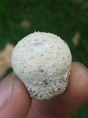 Lycoperdon