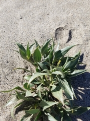 Stillingia spinulosa