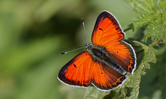 Lycaena candens