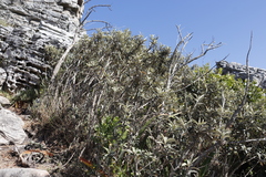 Tarchonanthus littoralis