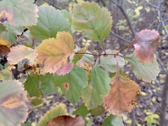 Crataegus viridis glabriuscula