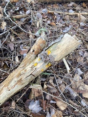 Dacrymyces chrysospermus