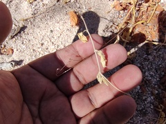 Kallstroemia californica