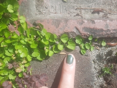 Dichondra repens