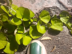 Dichondra repens
