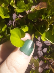 Dichondra repens