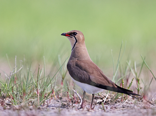 Foto de Collared Pratincole