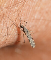 Anopheles annulipes