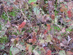 Acalypha phleoides