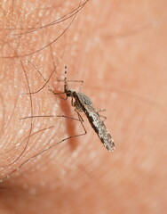 Anopheles annulipes