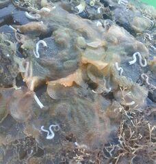 Cryptosula pallasiana