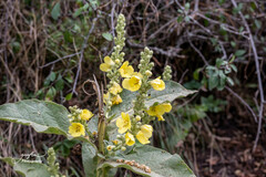 Verbascum densiflorum