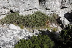 Lampranthus falciformis