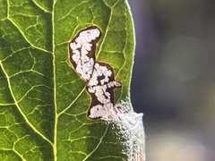 Stigmella salicis