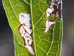 Stigmella salicis