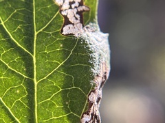 Stigmella salicis