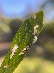 Stigmella salicis