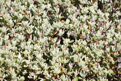 Lampranthus falciformis