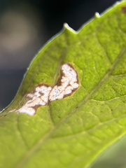 Stigmella salicis