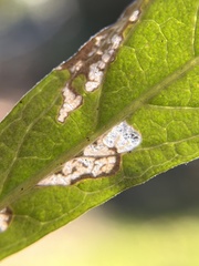 Stigmella salicis