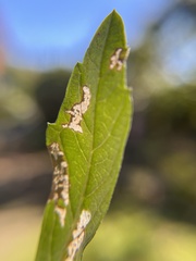 Stigmella salicis
