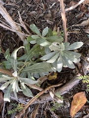 Stigmella salicis