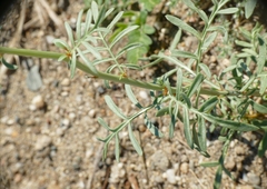 Reseda alba