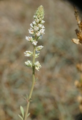 Reseda alba