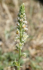 Reseda alba