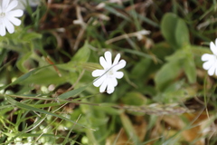 Silene undulata