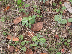 Lupinus texensis