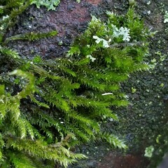 Cryphaea heteromalla