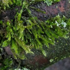 Cryphaea heteromalla
