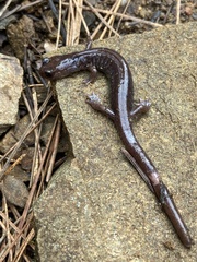 Plethodon asupak