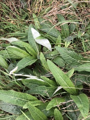 Cirsium heterophyllum
