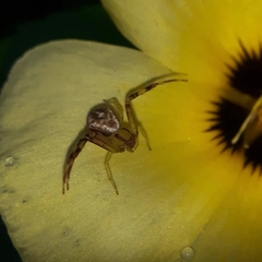 Misumenops