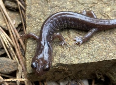 Plethodon asupak