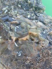 Cryptosula pallasiana