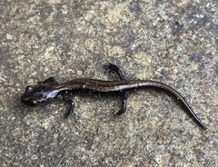 Plethodon asupak