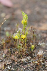 Triptilodiscus pygmaeus