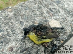 Todirostrum cinereum