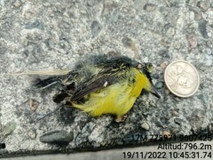 Todirostrum cinereum