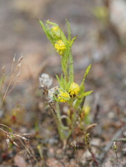 Triptilodiscus pygmaeus