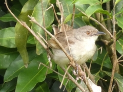 Cisticola lateralis