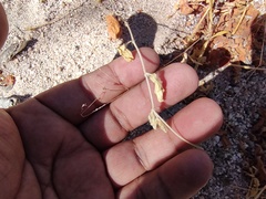 Kallstroemia californica