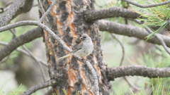 Junco hyemalis caniceps