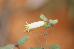 Correa reflexa reflexa