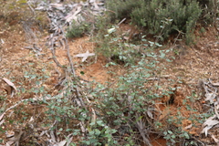 Correa reflexa reflexa