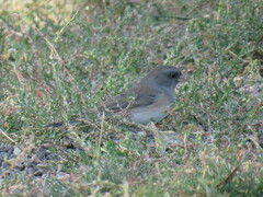 Junco hyemalis mearnsi